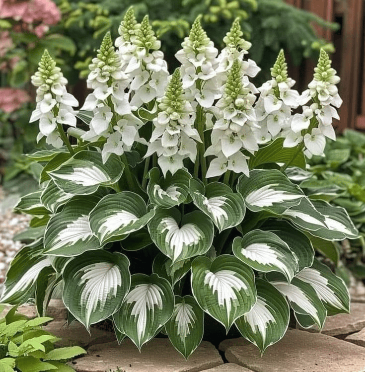 🍃Rare Hosta Seeds🌿