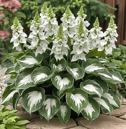 🍃Rare Hosta Seeds🌿