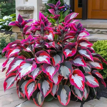 🍃Rare Hosta Seeds🌿
