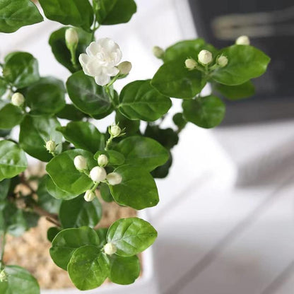 100 Non-GMO Fragrant Climbing Jasmine Seeds