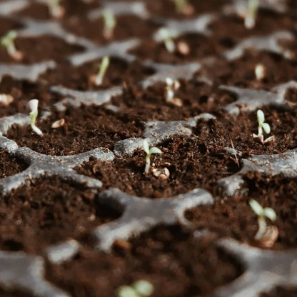 🔥LAST DAY 49% OFF🌱Premium Organic Coconut Coir Bricks for Plants