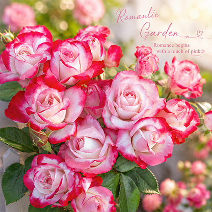 Romantic Pink Rose Seeds – Elegant Two-Tone Blooms for Home Gardens