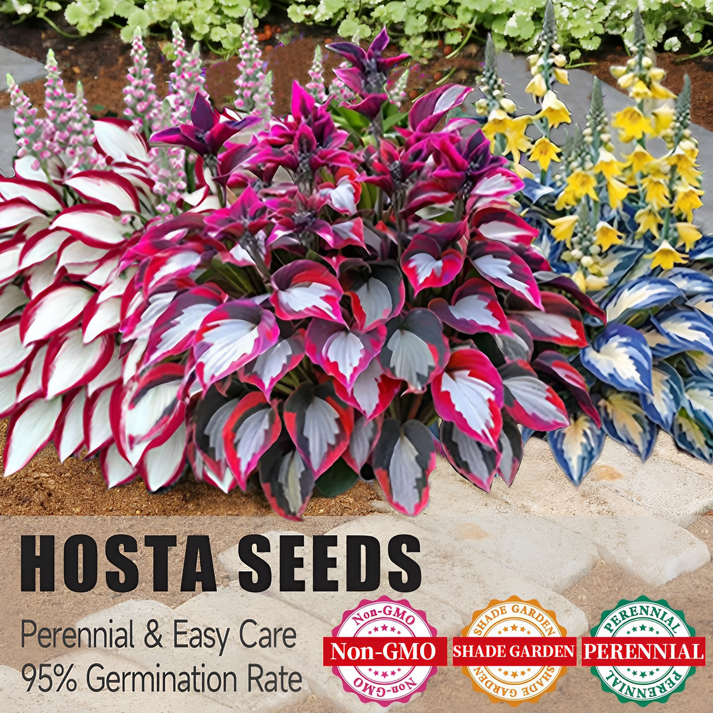 🍃Rare Hosta Seeds🌿