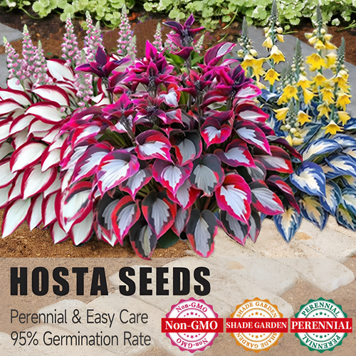 🍃Rare Hosta Seeds🌿