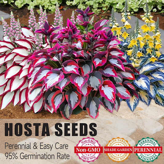 🍃Rare Hosta Seeds🌿