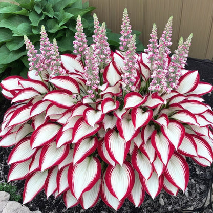 🍃Rare Hosta Seeds🌿