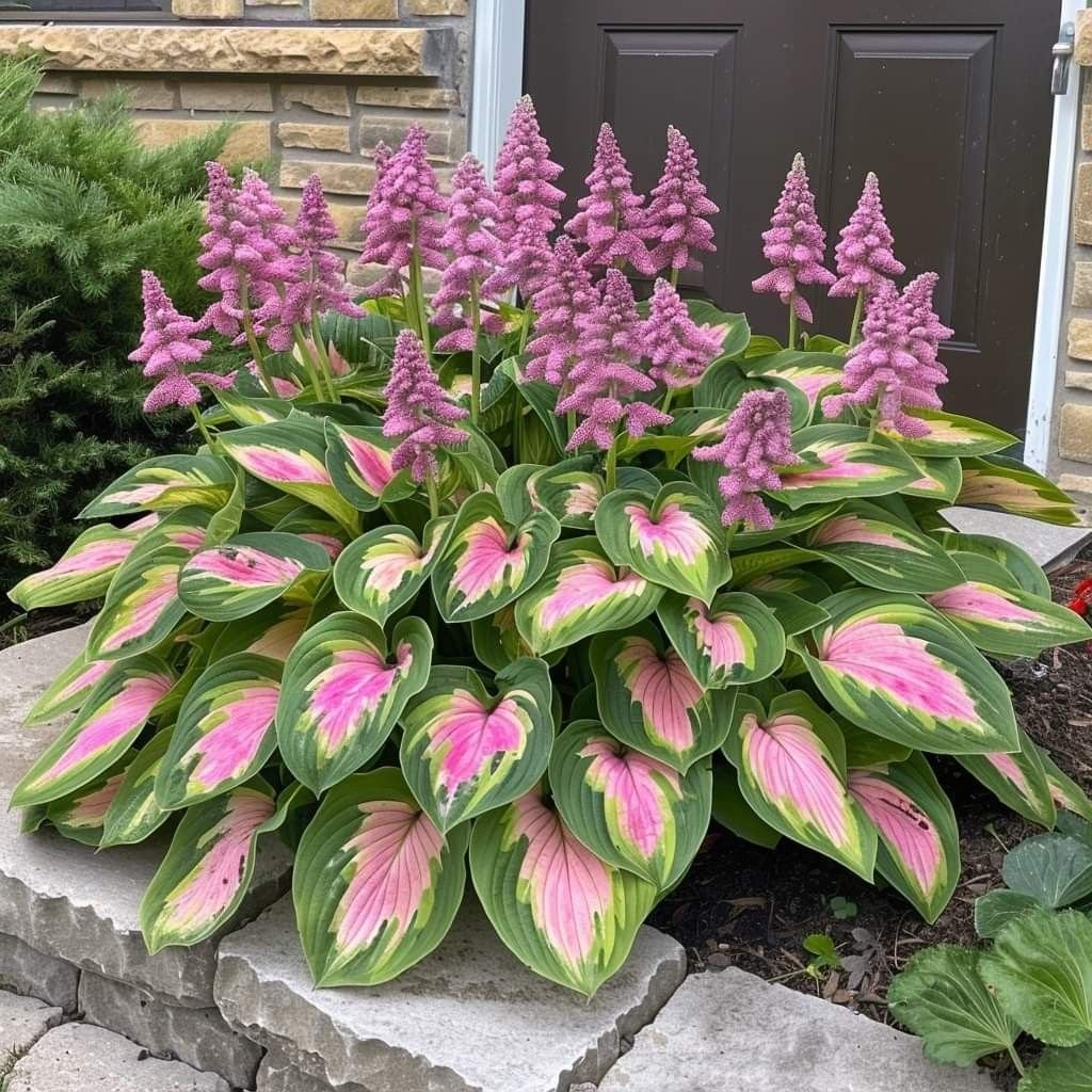 🍃Rare Hosta Seeds🌿