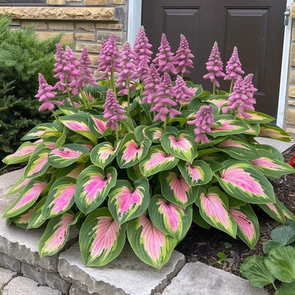 🍃Rare Hosta Seeds🌿