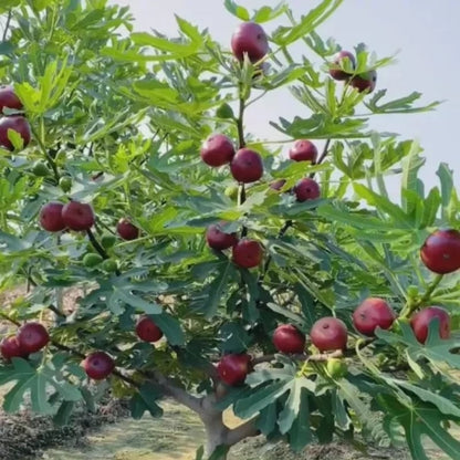 🏆65K+ SOLD! 🌱99% Germination🌿Brown Turkey Fig Seeds – Easy To Grow On Your Patio And Balcony At Home