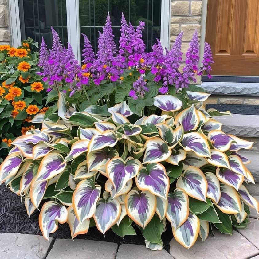 🍃Rare Hosta Seeds🌿
