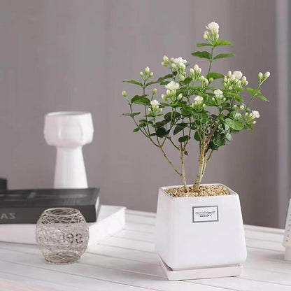 100 Non-GMO Fragrant Climbing Jasmine Seeds